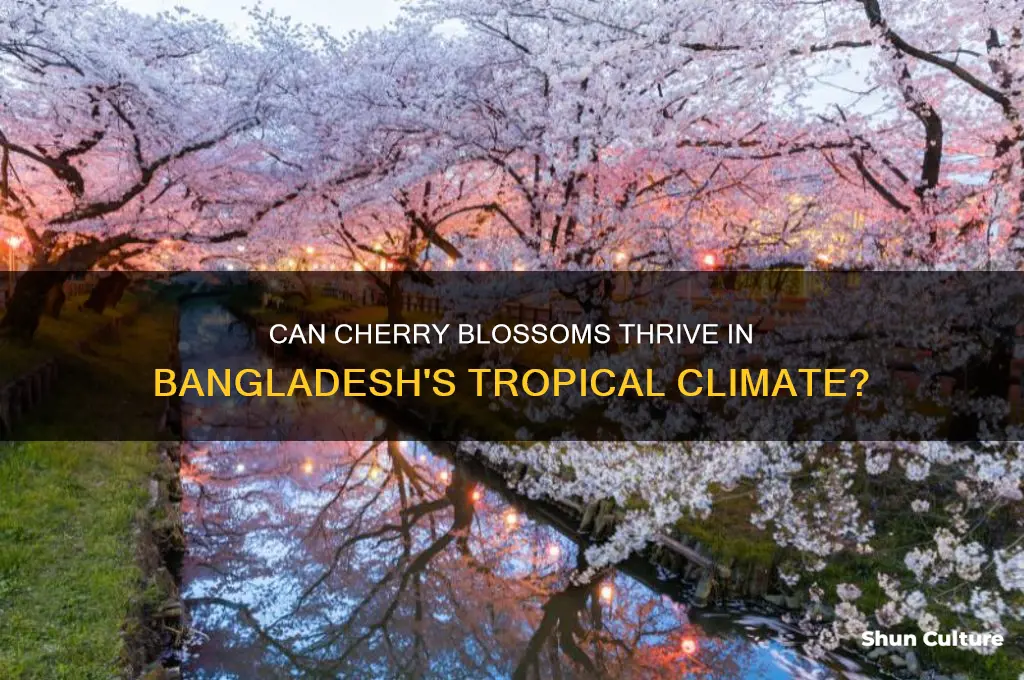 can cherry blossom grow in bangladesh