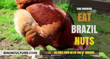 Can Chickens Safely Eat Brazil Nuts? A Nutritional Guide