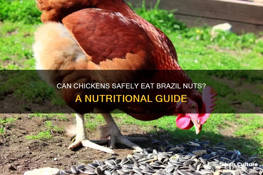 can chickens eat brazil nuts