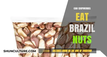 Can Chipmunks Safely Eat Brazil Nuts? A Nutritional Guide