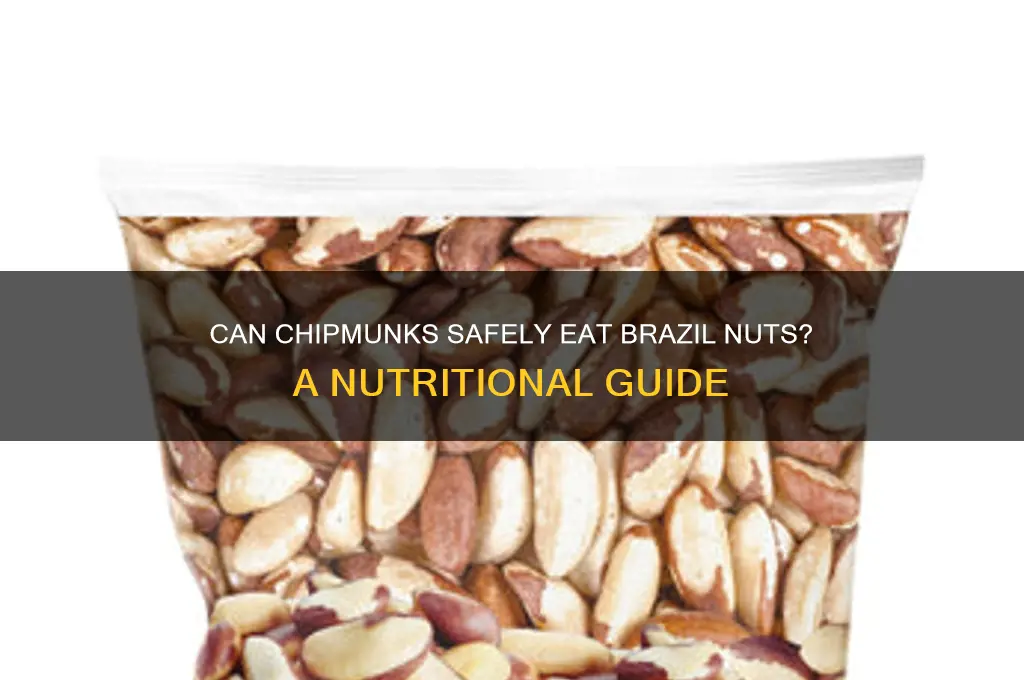 can chipmunks eat brazil nuts