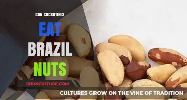 Can Cockatiels Safely Eat Brazil Nuts? A Nutritional Guide