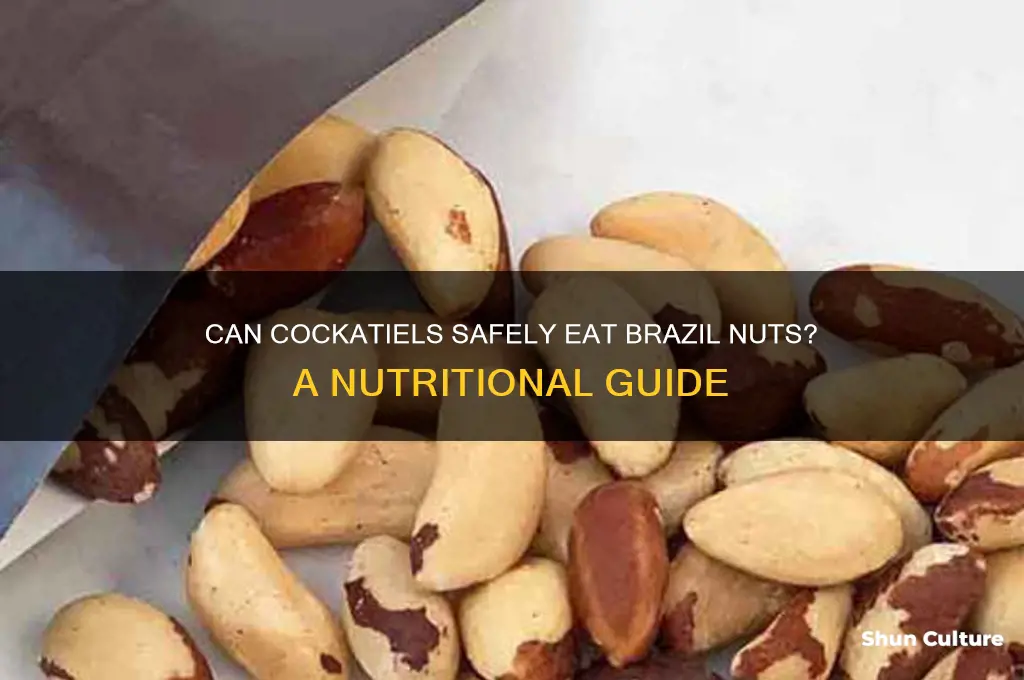 can cockatiels eat brazil nuts