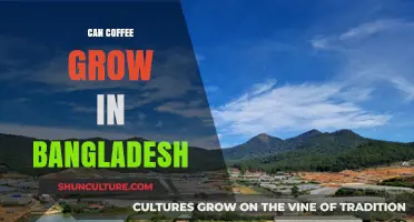 Exploring Coffee Cultivation Potential in Bangladesh's Climate and Soil