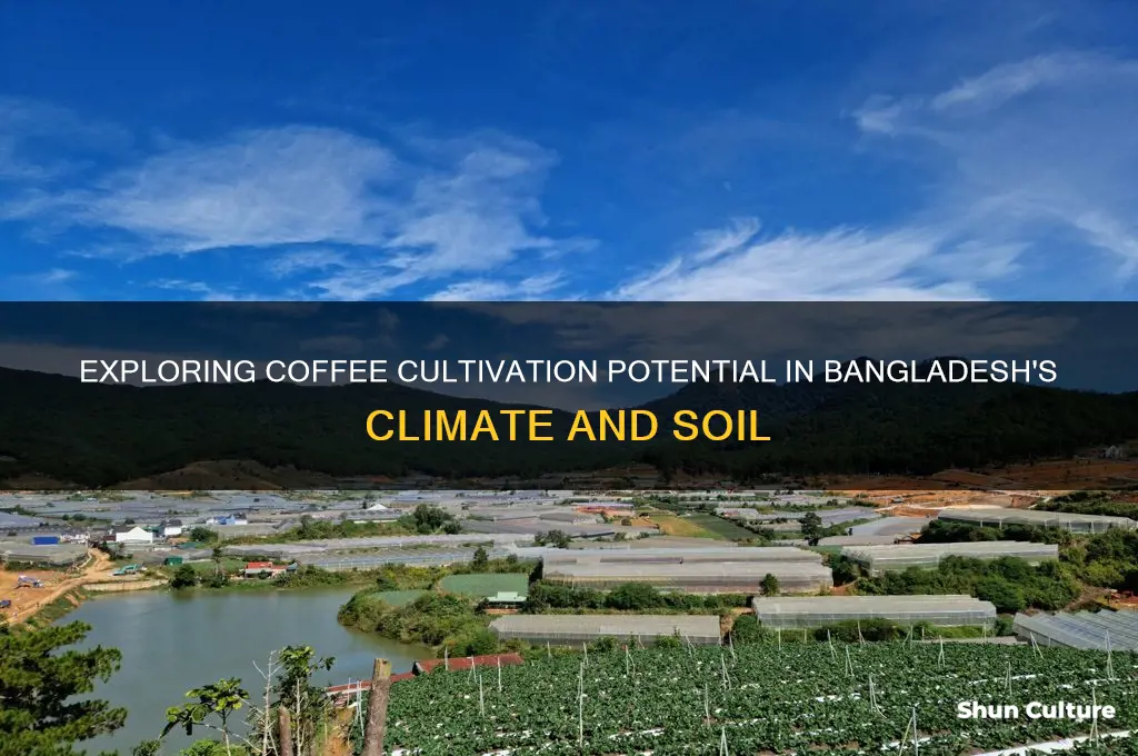 can coffee grow in bangladesh