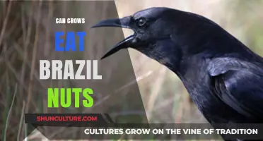 Can Crows Crack Brazil Nuts? Exploring Their Nut-Eating Habits
