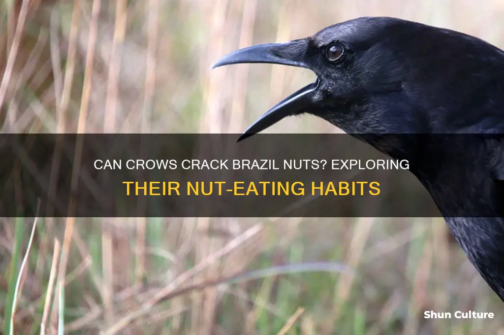 can crows eat brazil nuts