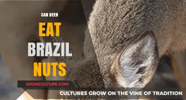 Can Deer Safely Eat Brazil Nuts? A Nutritional Insight
