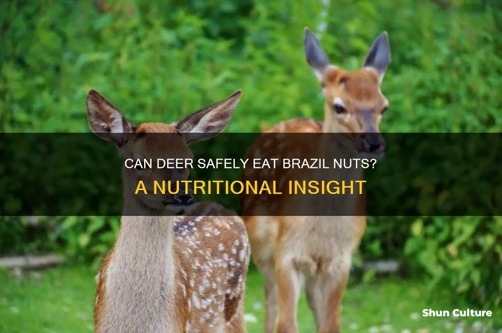 can deer eat brazil nuts