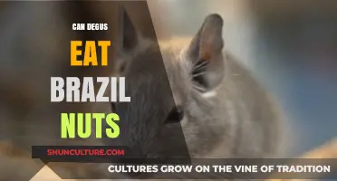 Can Degus Safely Eat Brazil Nuts? A Nutritional Guide