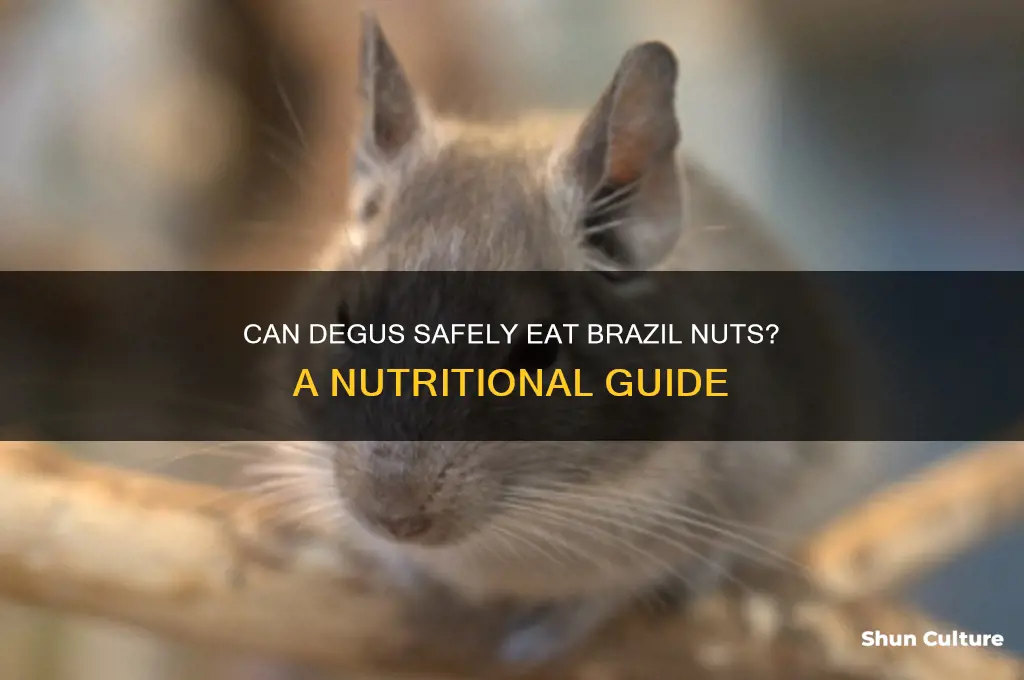 can degus eat brazil nuts