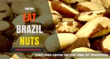 Can Dogs Safely Eat Brazil Nuts? A Complete Nutritional Guide