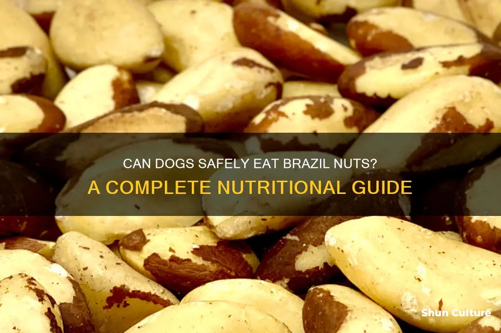 can dog eat brazil nuts