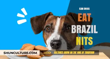 Can Dogs Safely Eat Brazil Nuts? A Pet Owner's Guide