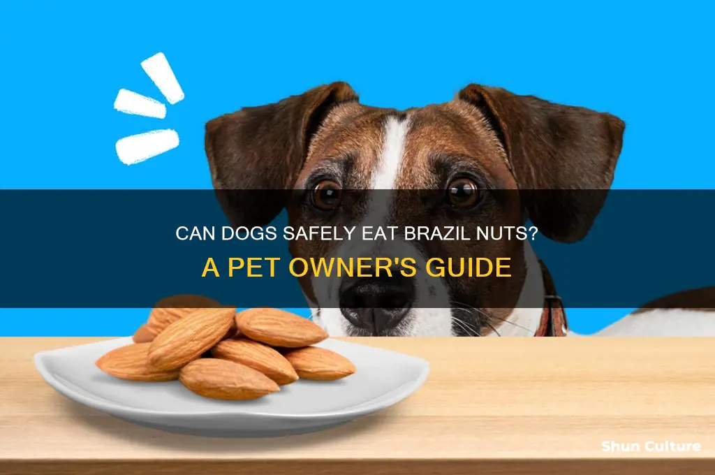 can dogs eat brazil nits
