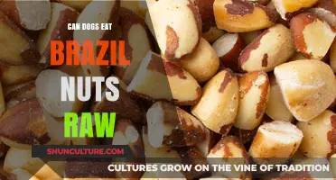 Can Dogs Safely Eat Raw Brazil Nuts? A Nutritional Guide