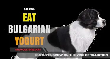 Can Dogs Enjoy Bulgarian Yogurt? A Comprehensive Guide for Pet Owners