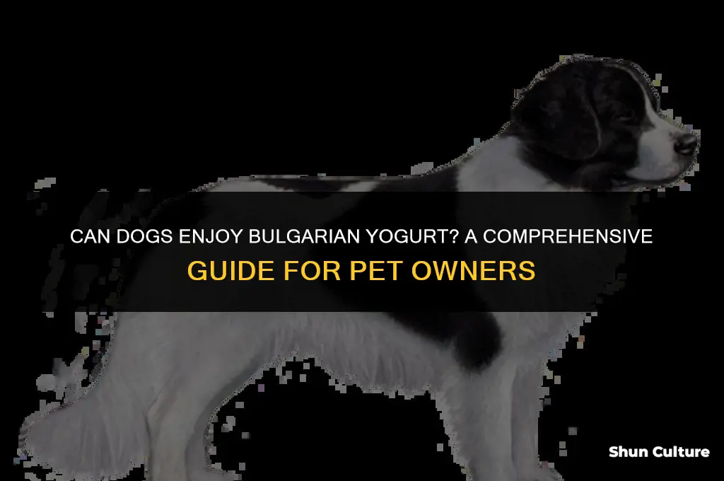 can dogs eat bulgarian yogurt