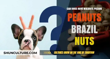 Can Dogs Eat Walnuts, Pecans, Peanuts, or Brazil Nuts Safely?