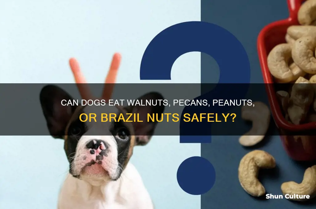 can dogs have walnuts pecans peanuts brazil nuts