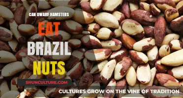Can Dwarf Hamsters Safely Enjoy Brazil Nuts? A Nutritional Guide