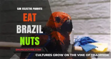 Can Eclectus Parrots Safely Enjoy Brazil Nuts? A Nutritional Guide