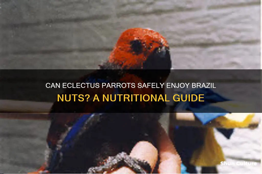 can eclectus parrots eat brazil nuts
