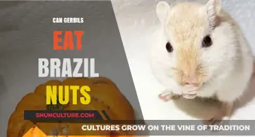 Can Gerbils Safely Eat Brazil Nuts? A Nutritional Guide