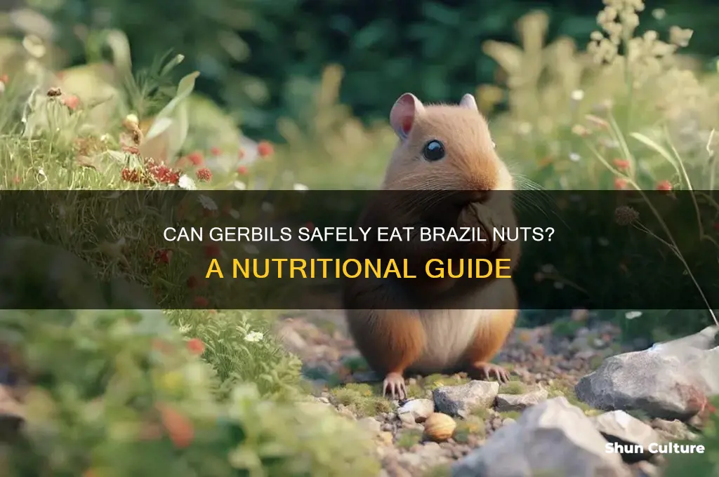 can gerbils eat brazil nuts