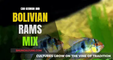 Mixing German and Bolivian Rams: Is it Possible?