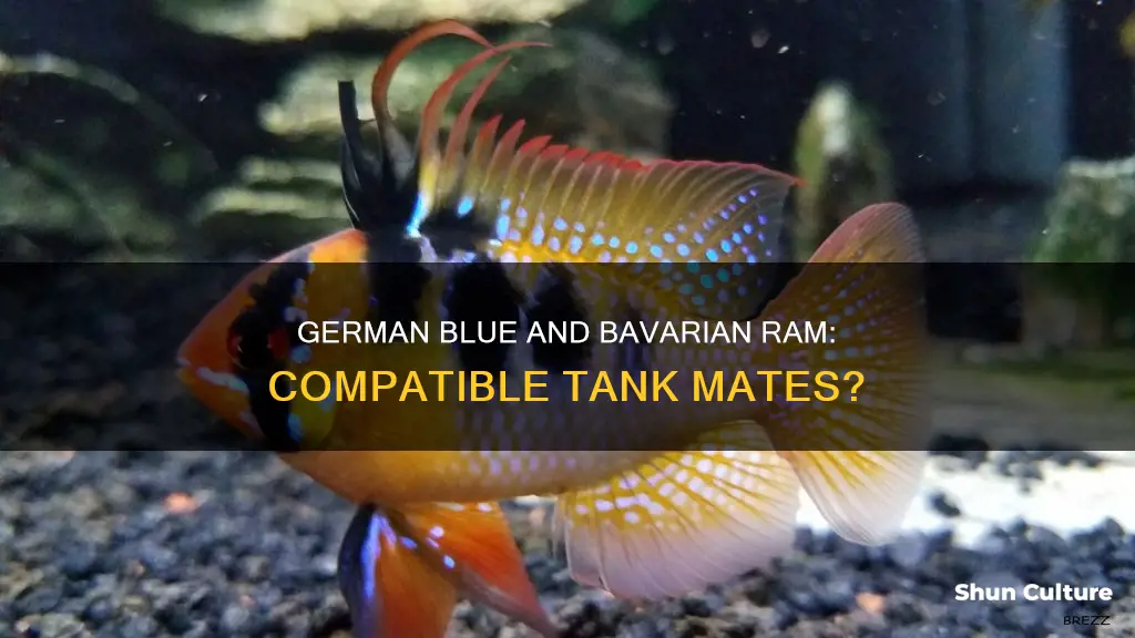 can german blue and bavarian ram live togeather