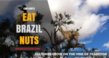 Can Goats Safely Eat Brazil Nuts? A Nutritional Guide