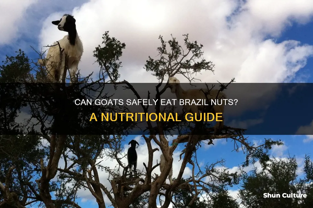 can goats eat brazil nuts
