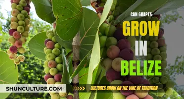 Grapes in Belize: A Cultivation Conundrum