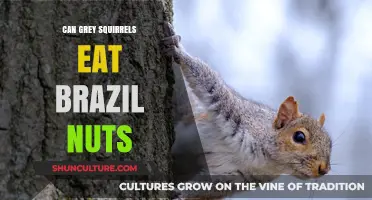 Can Grey Squirrels Safely Eat Brazil Nuts? A Nutritional Guide
