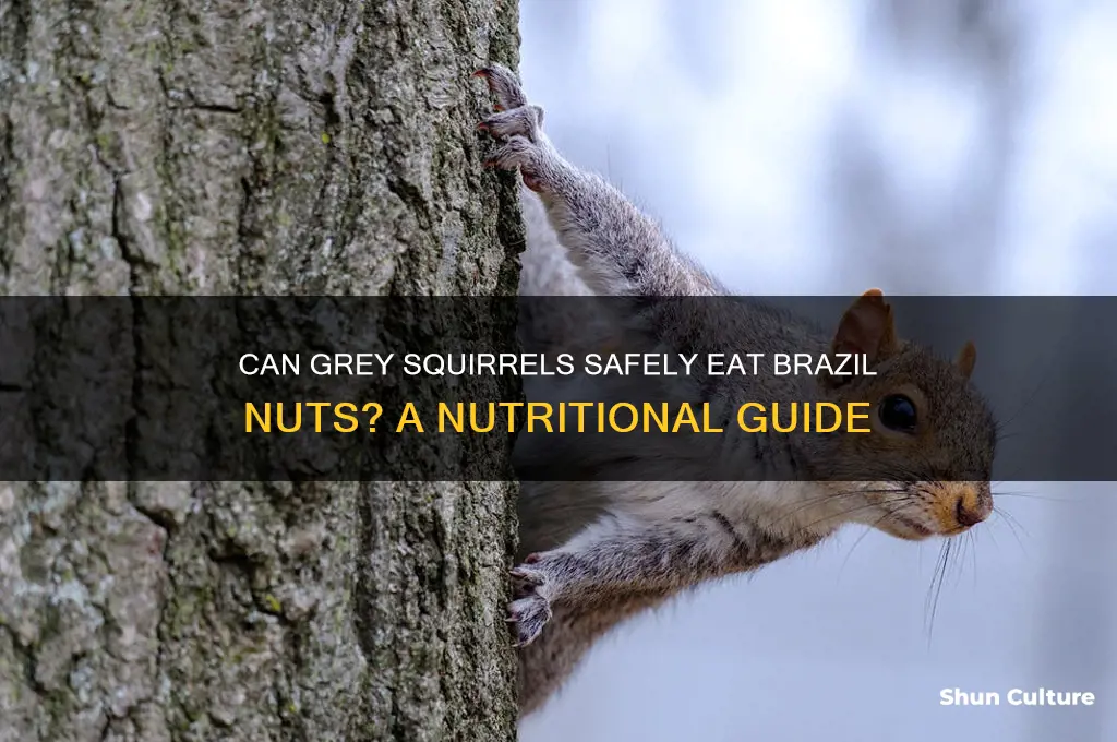 can grey squirrels eat brazil nuts