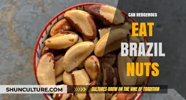 Can Hedgehogs Safely Eat Brazil Nuts? A Dietary Guide