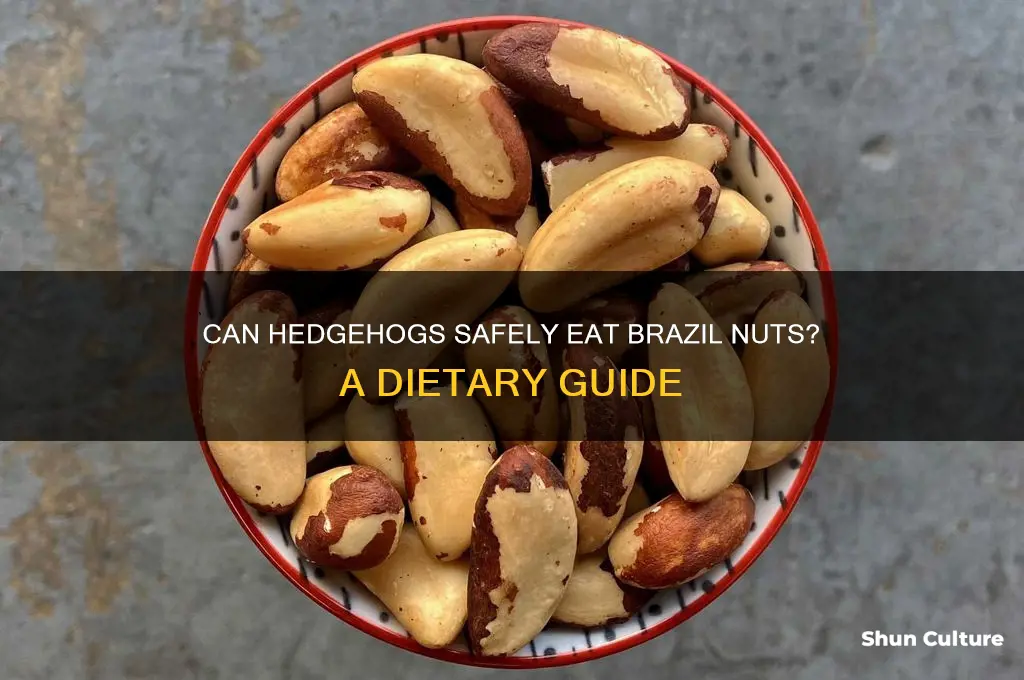 can hedgehogs eat brazil nuts
