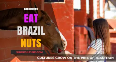 Can Horses Safely Eat Brazil Nuts? A Nutritional Guide