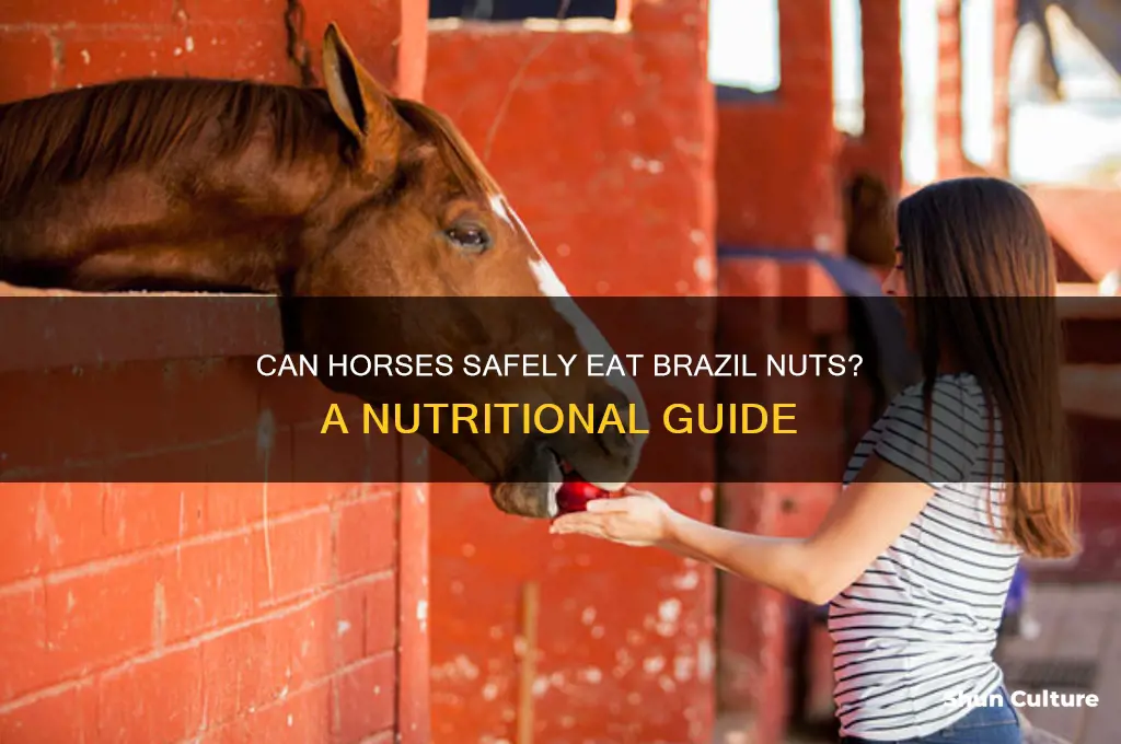can horses eat brazil nuts