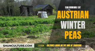 Austrian Winter Peas: Edible, Nutritious, and Delicious for Humans