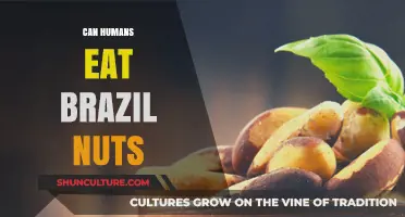 Can Humans Safely Eat Brazil Nuts? Benefits and Risks Explained