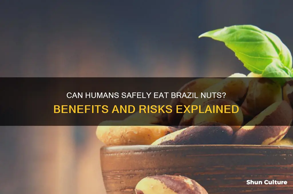 can humans eat brazil nuts