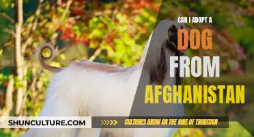 Adopting Afghan Dogs: Navigating the Complexities