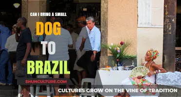 Bringing Your Small Dog to Brazil: Rules, Tips, and Requirements