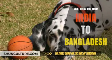 Bringing Your Dog from India to Bangladesh: A Complete Guide