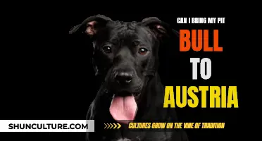 Bringing Your Pit Bull to Austria: What You Need to Know