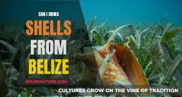 Bringing Shells from Belize: What You Need to Know