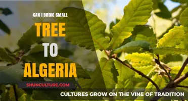 Bringing Small Trees to Algeria: Regulations, Tips, and What You Need to Know
