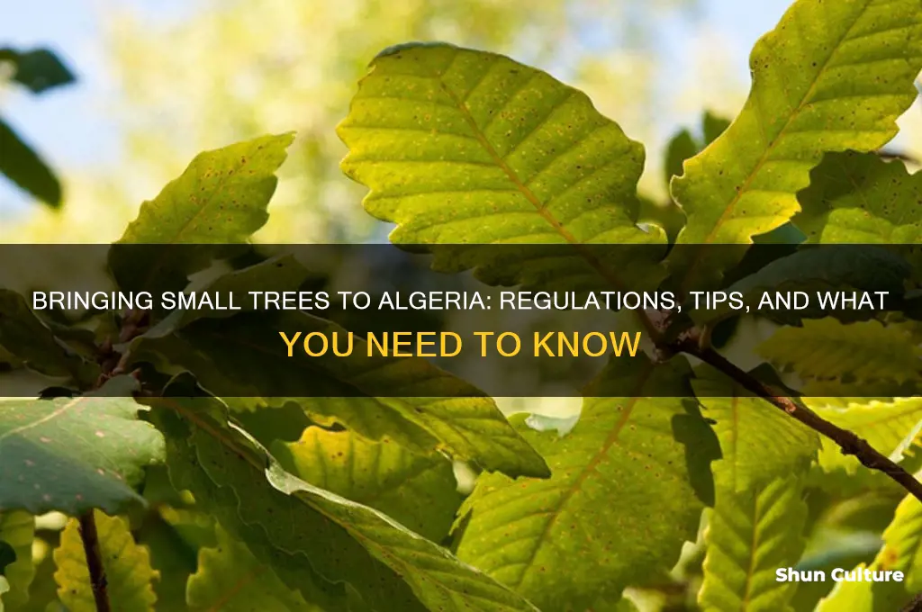 can I bring small tree to algeria